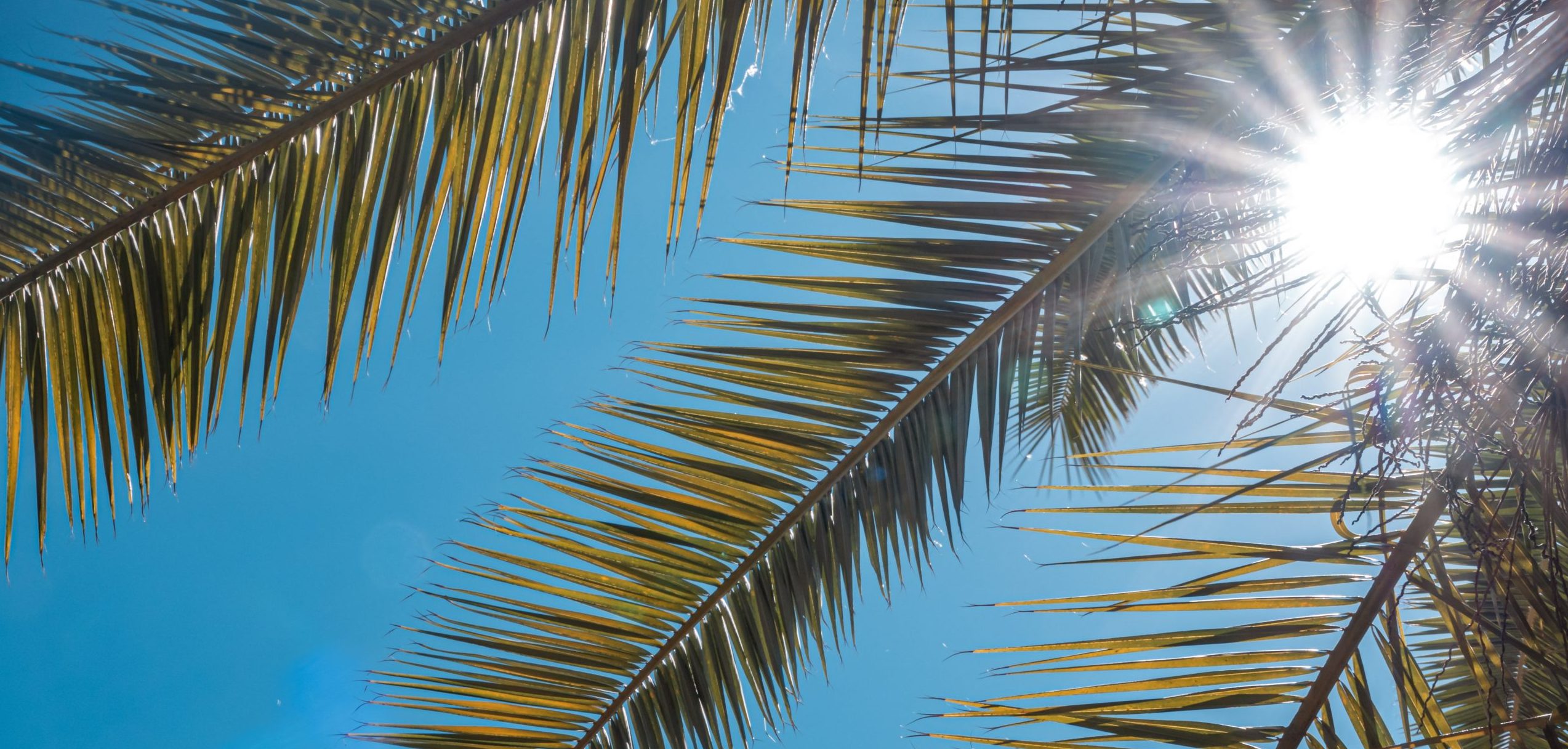 palm trees oaxaca