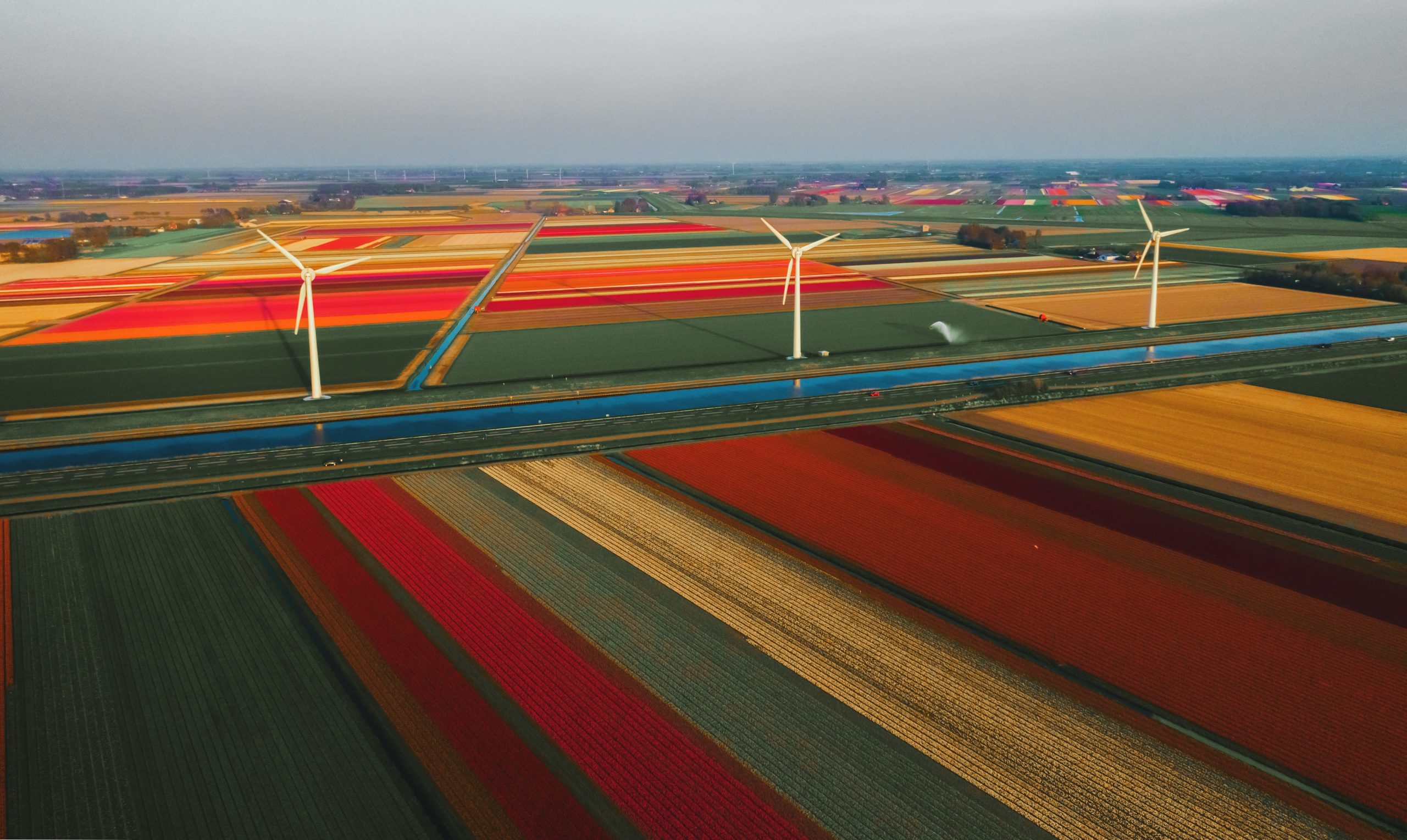 Albert Dros dutch tulip fields