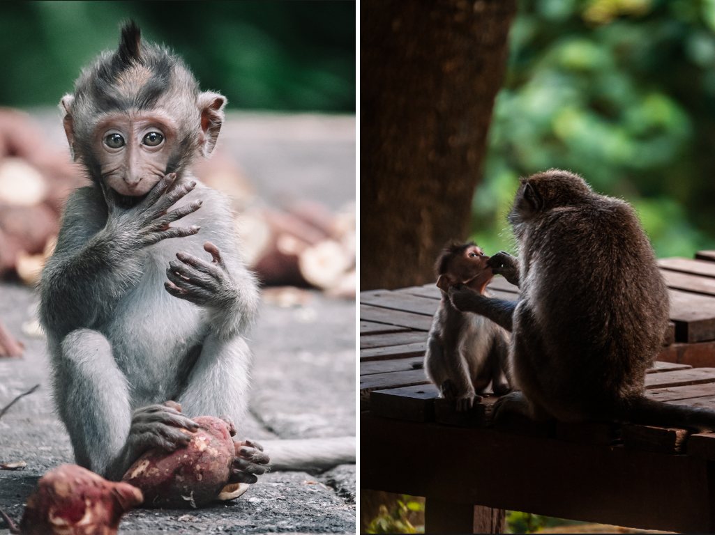 Ubud monkey forest