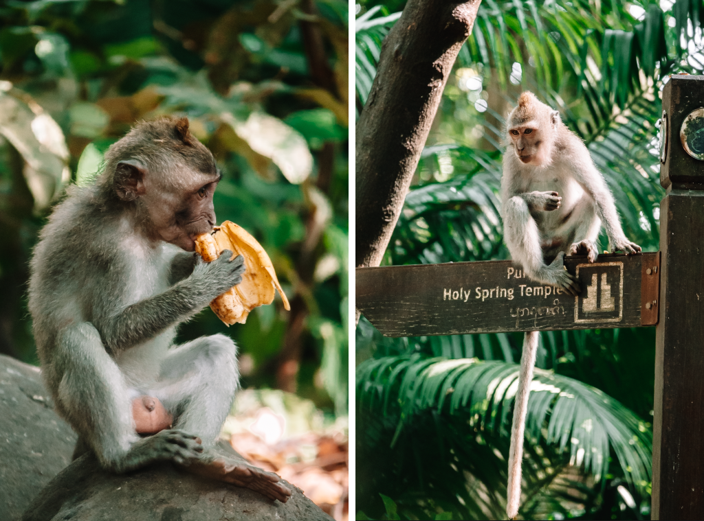 Ubud monkey forest