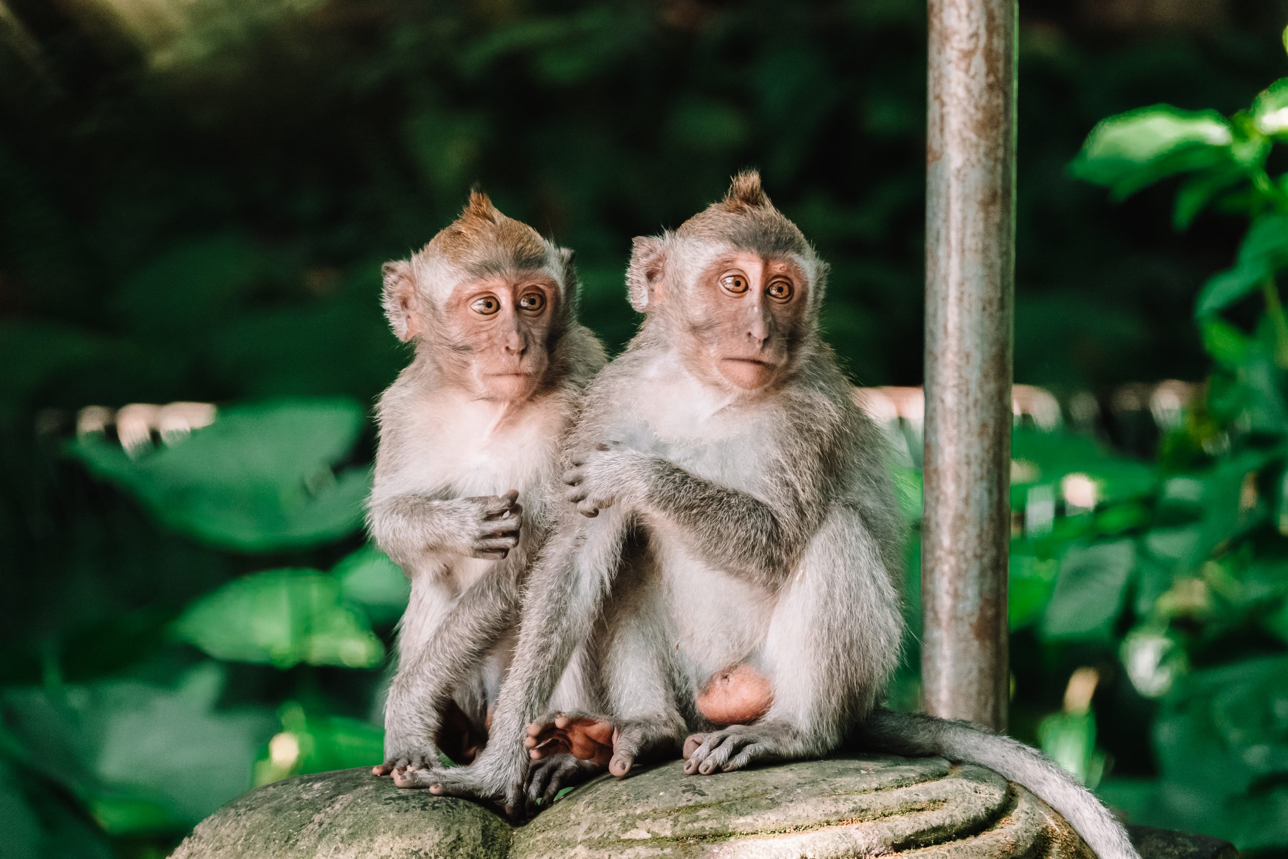 Ubud monkey forest