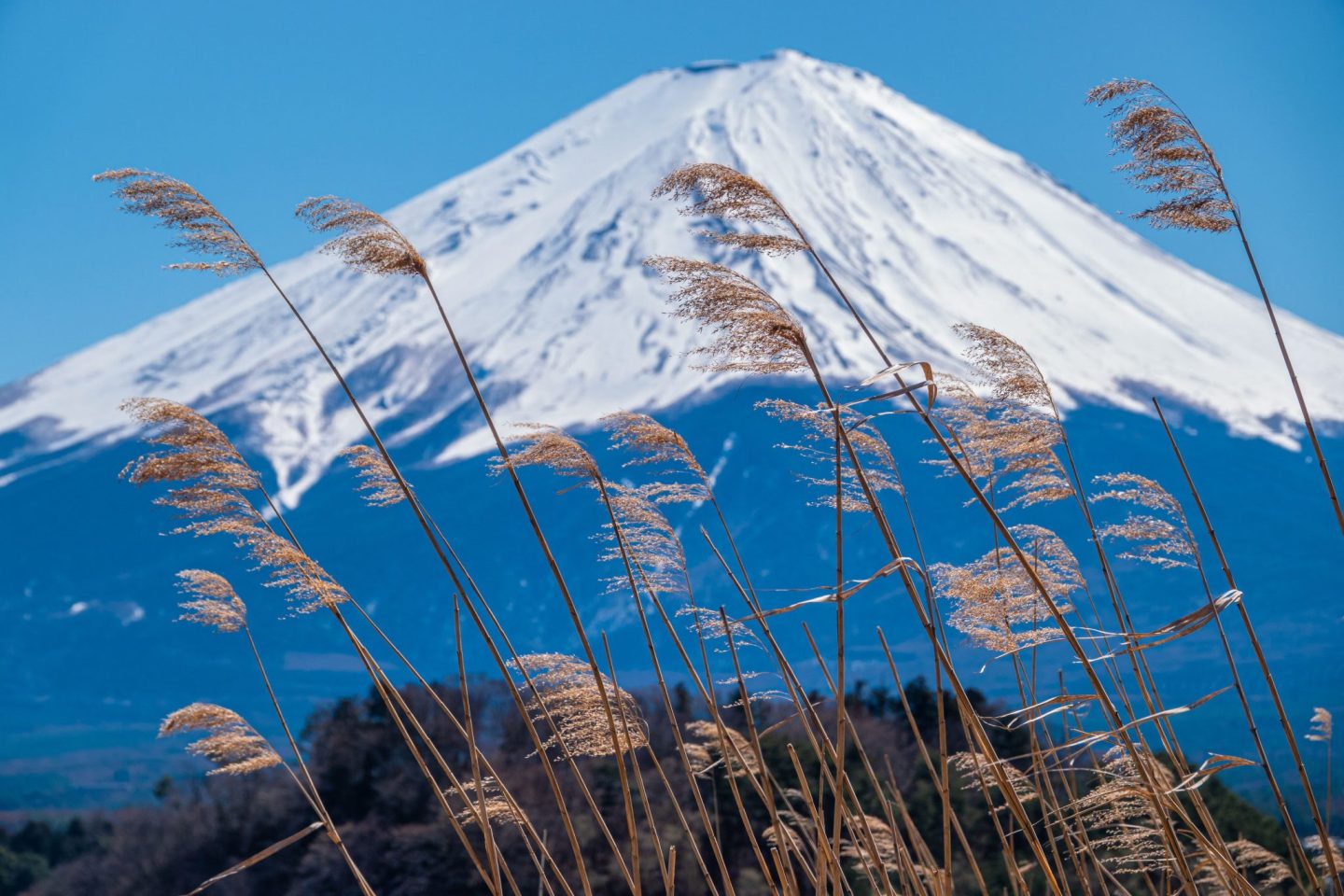 Mount Fuji in 
